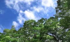 tree_woods_00010